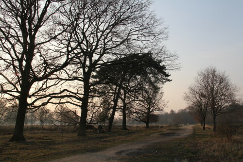 abendstimmung in der wahner he 13160