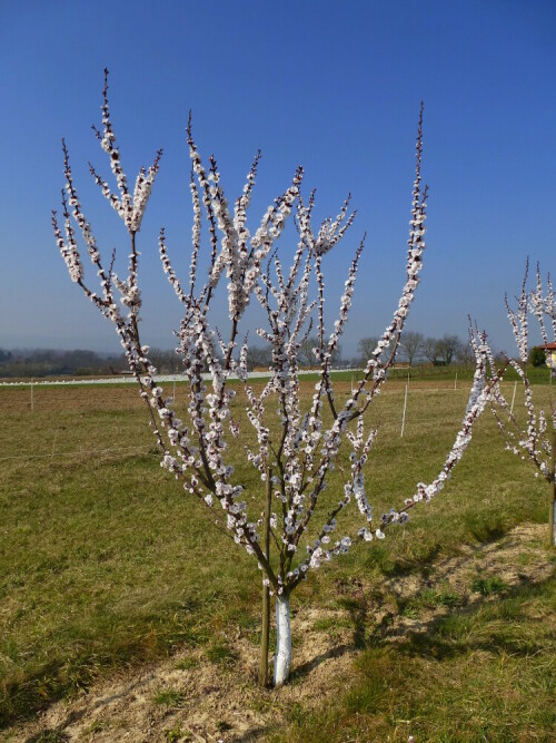 aprikosenbaumchen-in-voller-blute-20262.jpeg