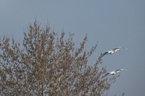 Fliegende Höckerschwäne

Aufnameort: Bergheim/Eder
Kamera: Lumix FZ48