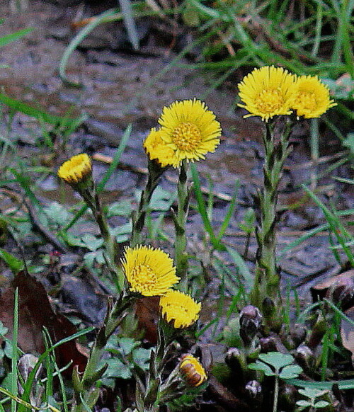 huflattich-tussilago-farfara-10149.jpeg