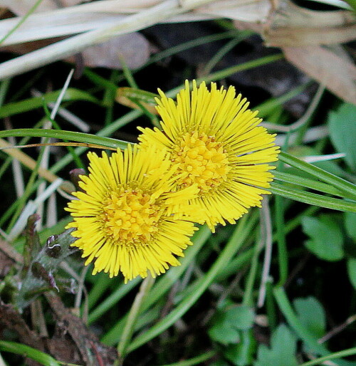 

Aufnameort: Orketal, Hessen, Nähe Frankenberg, 17.03.2014
Kamera: Canon EOS 600D, 1/100; 5,6; 70,0mm; ISO 500