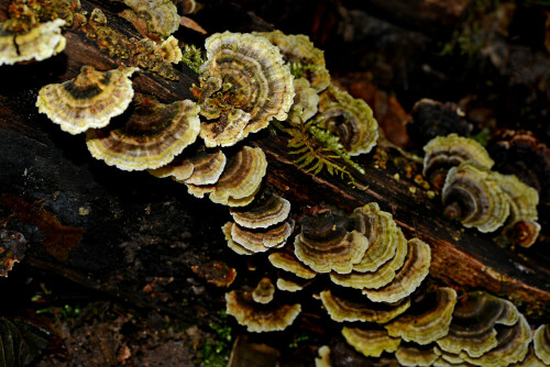 Die Schmetterlingstramete ist ein schöner und auffälliger Totholzpilz.

Aufnameort: Schwarzwald bei Freiburg.
Kamera: Nikon D600