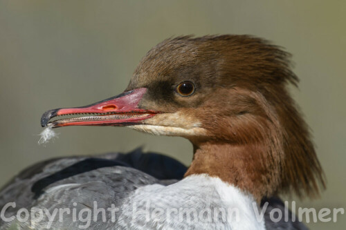 Am Schnabel kann man deutlich erkennen, warum dieser Vogel Gänse"säger" heißt.

Aufnameort: DEU, BW, Stuttgart, Wilhelma
Kamera: Nikon D7100, Sigma 2,8/ 120-300 Sport, Konverter 1,4X