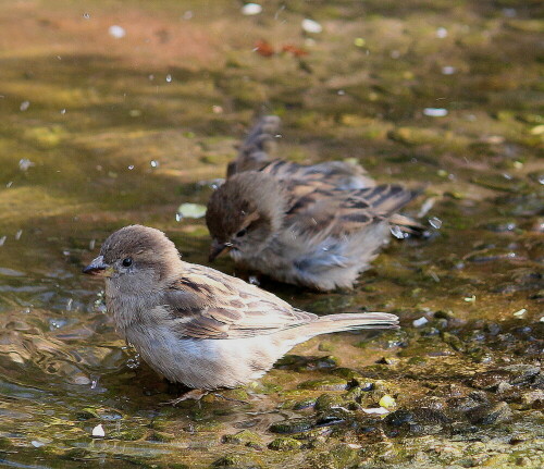 badezimmer-der-sperlingdamen-passer-domesticus-i-10189.jpeg