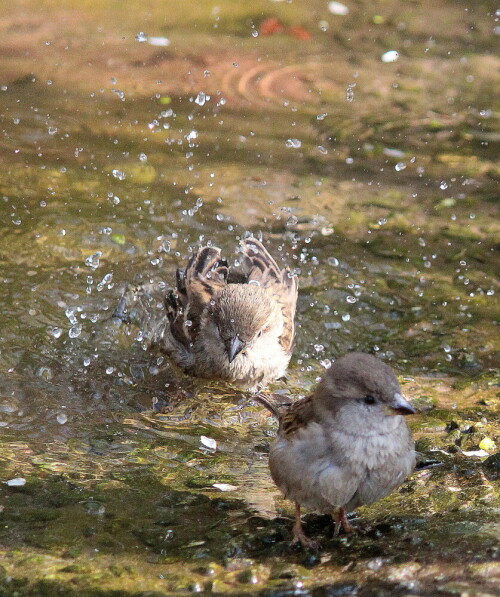 badezimmer-der-sperlingdamen-passer-domesticus-ii-10190.jpeg