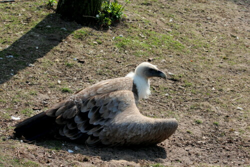 gansegeier-gyps-fulvus-beim-sonnenbad-10188.jpeg