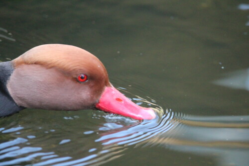 

Aufnameort: Zoo Hannover, 30.03.2014
Kamera: Canon EOS 600D 1/800; 5,6; 163,0mm; ISO 3200