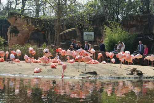 

Aufnameort: Zoo Hannover, 30.03.2014
Kamera: Canon EOS 600D, 1/160; 8,0; 55,0mm; ISO 100