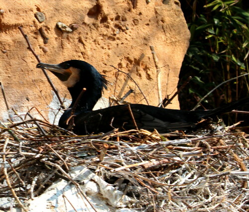 kormoran-phalacrocorax-carbo-brutet-10205.jpeg