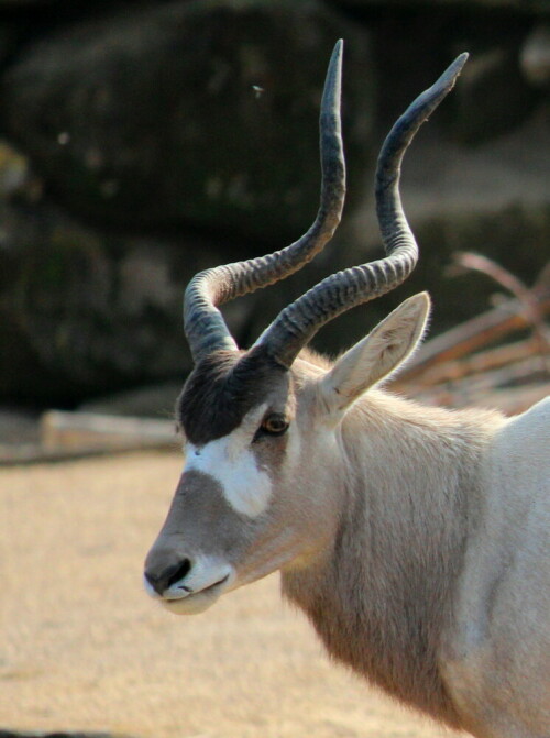 mendesantilope-addax-nasomaculatus-10207.jpeg