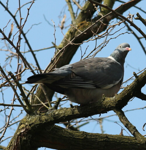 ringeltaube-columba-palumbus-10187.jpeg