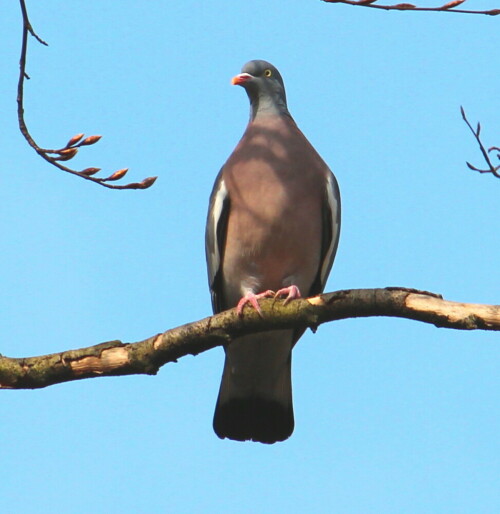 Zum Abschied vom Zoo Hannover noch einmal ein "wildes" Zootier

Aufnameort: Zoo Hannover, 30.03.2014
Kamera: Canon EOS 600D 1/400; 7,1; 250,0mm; ISO 100