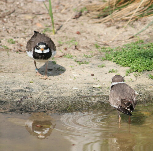 sandregenpfeifer-charadrius-hiaticula-10196.jpeg