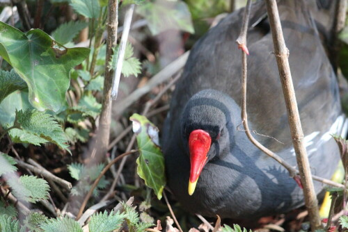 teichhuhn-gallinula-chloropus-am-nest-10209.jpeg