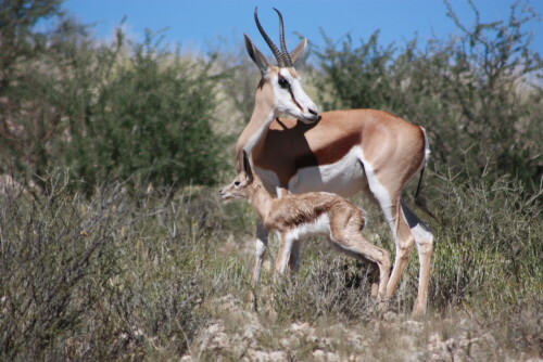 Beim Tiere beobachten am Nossob-Rivier entdeckt.

Aufnameort: Nähe Rooiputs - Kalahari / Botswana
Kamera: Canon 450D