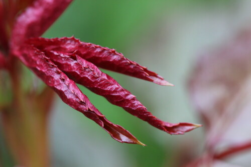 

Aufnameort: Marburg, Vorgarten An der Zahlbach 19, 05.04.2014
Kamera: Canon EOS 600D, 1/160; 5,6; 100,0mm; ISO 640