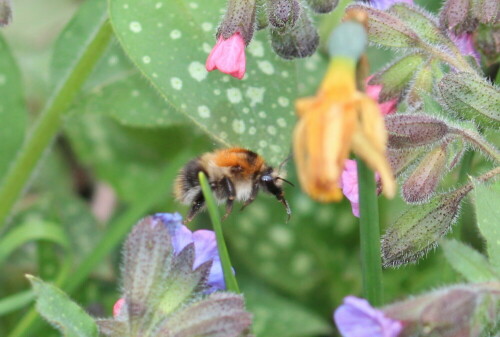 Langsamer Suchflug zwischen den Blüten des Lungenkrautes, einer von Hummeln gerne besuchten frühen Nahrungsquelle

Aufnameort: Marburg, Vorgarten An der Zahlbach 19, 05.04.2014
Kamera: Canon EOS 600D, 1/200; 5,6; 74,0mm; ISO 400