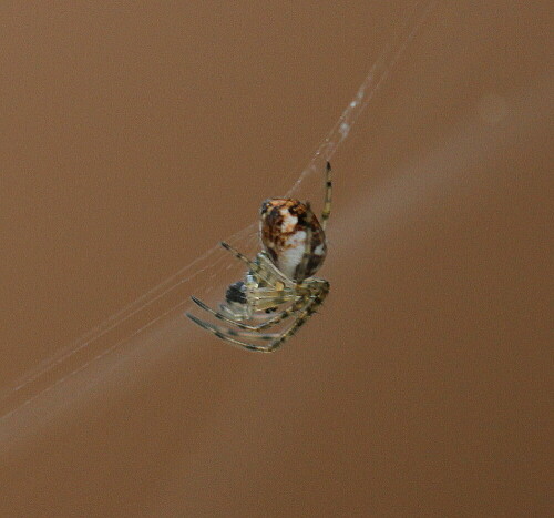 Eine 2-3mm kleine Radnetzspinne, die ihr Netz in niedriger Bodenvegetation anlegt. Die hier abgebildete verzehrt gerade eine kleine Mücke.

Aufnameort: Marburg, An der Zahlbach 19, Garten 05.04.2014
Kamera: Canon EOS 600D, 1/600; 5,6; 100,0mm; ISO 400