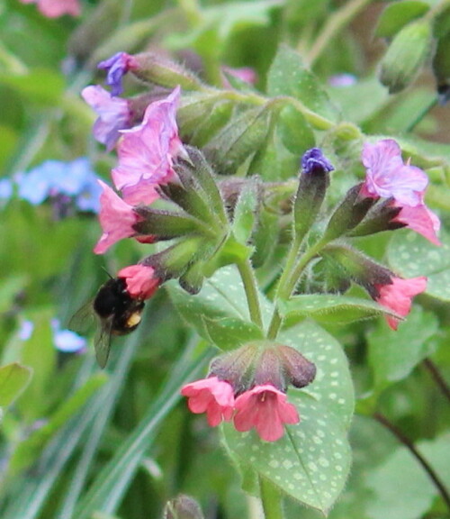 pelzbiene-anthophora-plumipes-weibchen-schwarz-10248.jpeg