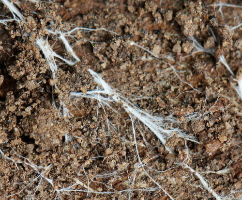 Pilzmyzel durchzieht das zerfallende Holz

Aufnameort: Marburg, An der Zahlbach 19, Garten 05.04.2014
Kamera: Canon EOS 600D, 1/125; 5,6; 100,0mm; ISO 500