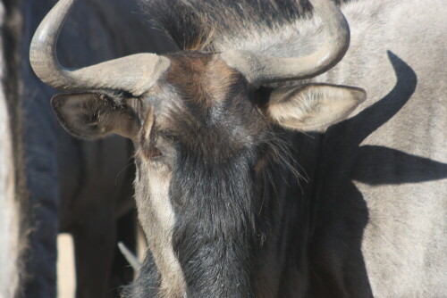 Beim Beobachten der Tiere an einem Wasserloch

Aufnameort: Polentswa - Kalahari - Namibia
Kamera: Canon 450D