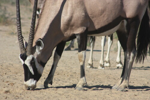 Oryx-Antilopen am Wasserloch beobachtet

Aufnameort: Polentswa - Kalahari - Namibia
Kamera: Canon 450D