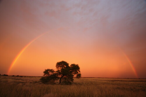 Nach einem Gewitter in der Kalahari.

Aufnameort: Polentswa - Kalahari - Botswana
Kamera: Canon 450 D