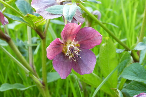 Einzelblüte (von ca. 25) der Helleborus

Aufnameort: Moyenmoutier/Vogesen
Kamera: Lumix FZ48