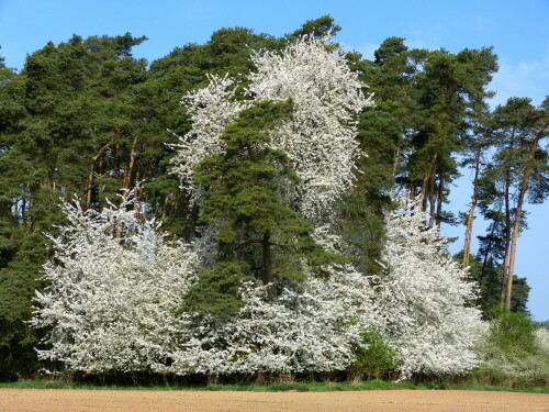 

Aufnameort: Weidenbach Mittelfranken
Kamera: Panasonic Lumix FZ150