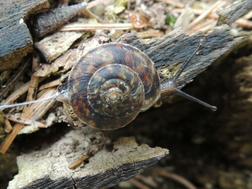 Im allgemeinen findet man diese Art an schattigen Felsen, aber bei regnerischem Wetter gehen die Tiere auf Futter- und Partnersuche. Diese typisch gezeichnete Landlungenschnecke ist nicht sehr hoch und kann sich daher in Felsspalten sehr gut verstecken.

Aufnameort: Österreich - Bürs
Kamera: Nikon Coolpix P510