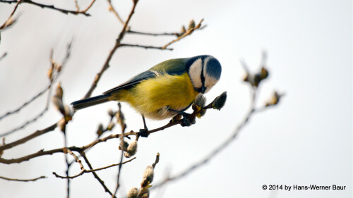 blaumeise-parus-caeruleus-12140.jpeg