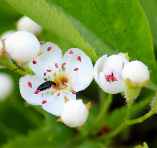 Weißdornblüten werden von sehr vielen Pollen fressenden Insekten besucht, manche mieten sich regelrecht in einer Blüte ein.

Aufnameort: Nordwestlich Arnstein, ehemaliger Weinberg, 19.04.2014
Kamera: Canon EOS 600D 1/320; 5,6; 250,0mm; ISO 640