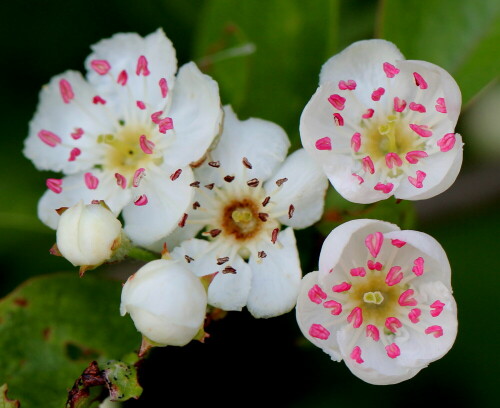 

Aufnameort: Nordwestlich Arnstein, ehemaliger Weinberg, 19.04.2014
Kamera: Canon EOS 600D 1/125; 5,6; 100,0mm; ISO 200