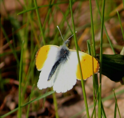 Gehören zu den ersten Frühlingsboten und sind unruhige Gesellen, die ständig durch die Luft flattern. Dieser hier war ein wenig müde und sonnenhungrig, zum Glück für mich.

Aufnameort: Nordwestlich Arnstein, ehemaliger Weinberg, 19.04.2014
Kamera: Canon EOS 600D, 1/400; 5,6; 240,0mm; ISO 160