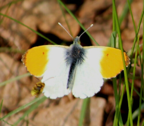 Die im Vordergrund (unscharf) auf ihn zufliegende Wildbiene  dachte bei der Färbung seiner Flügel wohl an eine nektarspendende Blüte - Sekundenbruchteile später stießen sie zusammen und flogen erschreckt davon.

Aufnameort: Nordwestlich Arnstein, ehemaliger Weinberg, 19.04.2014
Kamera: Canon EOS 600D, 1/400; 5,6; 250,0mm; ISO 160