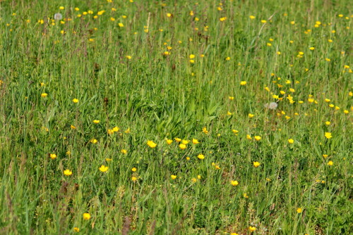 Als Kind oft ein Sträußchen gepflückt und zu Hause in die Vase gestellt, oder Kränzchen geflochten...

Aufnameort: Nordwestlich Arnstein, ehemaliger Weinberg, 19.04.2014
Kamera: Canon EOS 600D 1/640; 4,0; 163,0mm; ISO 100