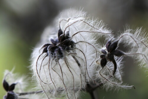 

Aufnameort: Nordwestlich Arnstein, ehemaliger Weinberg, 19.04.2014
Kamera: Canon EOS 600D, 1/160; 5,6; 100,0mm; ISO 320