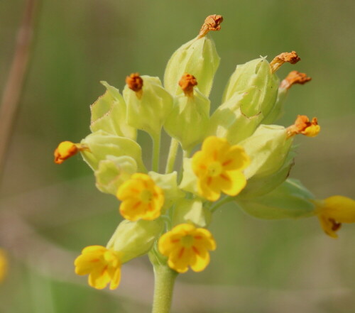 duftende-schlusselblume-primula-veris-10292.jpeg