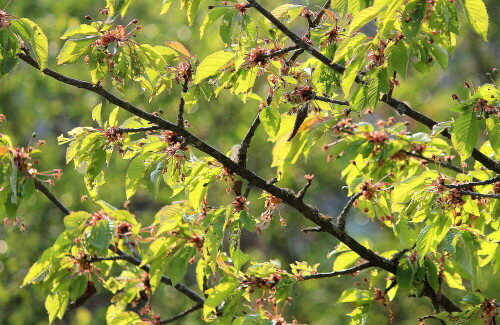 Funkelndes Licht spielt mit dunklen Schatten, dieses Licht und diese Farben gibt es nur im Frühling. Sommer, Herbst und Winter haben jeweils ihr eigenes, anderes Licht.

Aufnameort: Nordwestlich Arnstein, ehemaliger Weinberg, 19.04.2014
Kamera: Canon EOS 600D, 1/1600; 5,0; 135,0mm; ISO 500