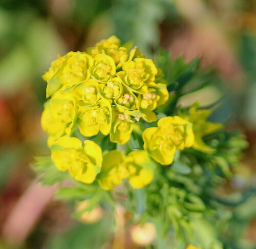 

Aufnameort: Nordwestlich Arnstein, ehemaliger Weinberg, 19.04.2014
Kamera: Canon EOS 600D 1/320; 5,6; 163,0mm; ISO 160