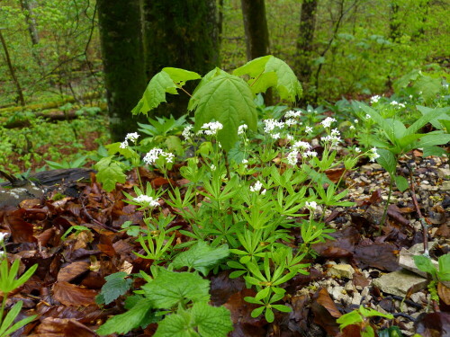 ahornbehuteter-waldmeister-10257.jpeg