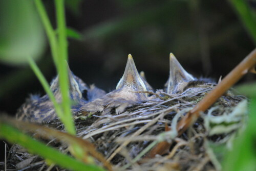 Amselnachwuchs

Aufnameort: Wetterau -  im Waldgebiet der "Hainbach"
Kamera: Nikon D 3000