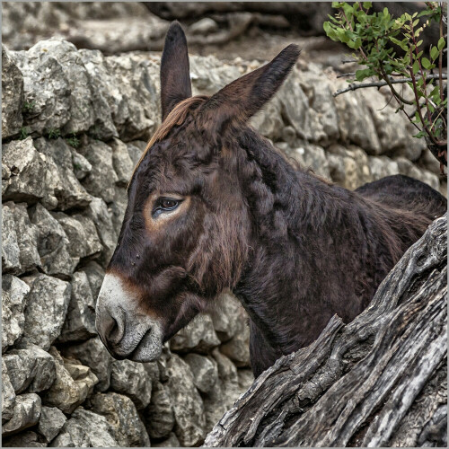 Diesen Esel habe ich auf Mallorca fotografiert.

Aufnameort: Mallorca
Kamera: Canon EOS 5D, Mark II