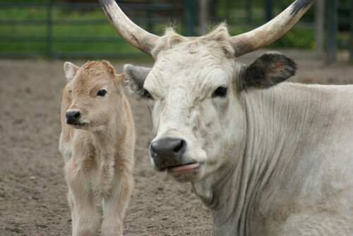 Ungarische Steppenrinder, das kleine ist erst zwei Tage alt.

Aufnameort: tierpark
Kamera: sony