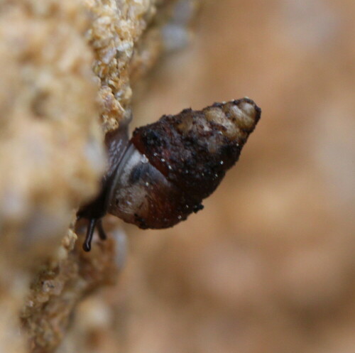 Kleine Vielfraßschnecke (Merdigera obscura), noch nicht ausgewachsen. Gehäuse in typischer Weise mit Erde bedeckt.

Aufnameort: Marburg, An der Zahlbach 19, Garten 027.04.2014
Kamera: Canon EOS 600D, 1/125; 5,6; 100,0mm; ISO 500