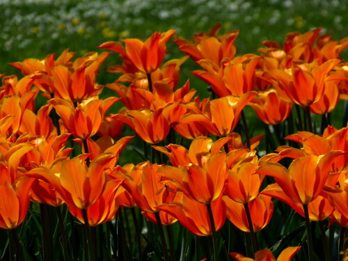 tulpenfeuer-10320.jpeg