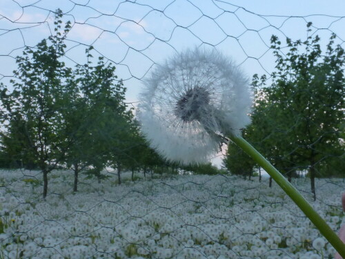 pusteblume-10347.jpeg