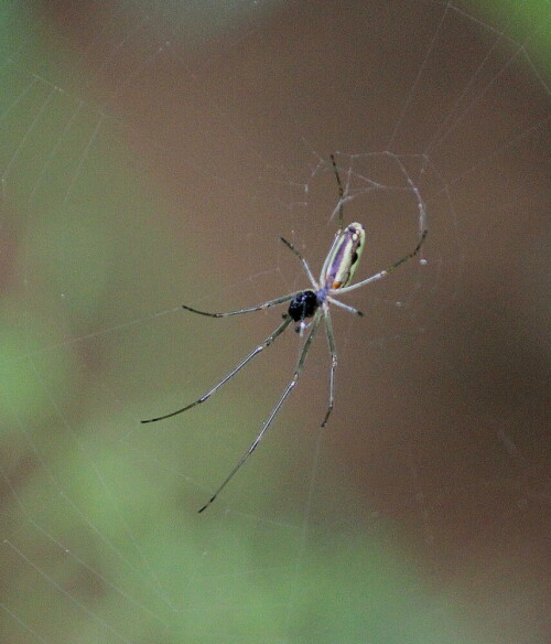 Im typischen Habitat an einem verlandenden Teich

Aufnameort: Lahnberge bei Marburg, Ostseite, 04.05.2014
Kamera: Canon EOS 600D 1/320; 5,6; 250,0mm; ISO 1600