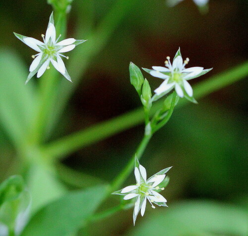 Vogelmiere (Stellaria media) mit noch nicht ganz sortierten Blütenblättern.

Aufnameort: Lahnberge bei Marburg 02.03.2014
Kamera: Canon EOS 600D 1/125; 5,6; 100,0mm; ISO 1250