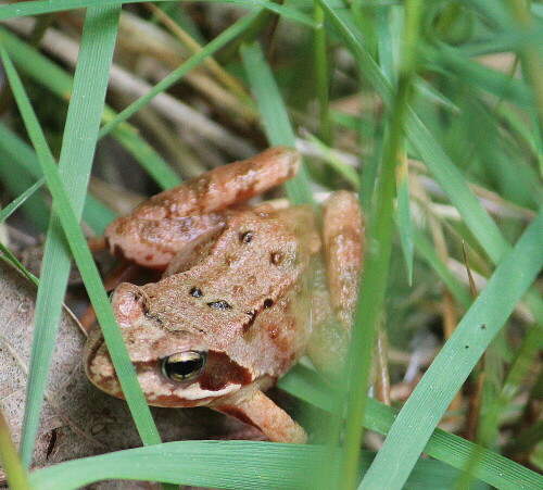 Er ist noch nicht ausgewachsen

Aufnameort: Lahnberge bei Marburg, Ostseite, 04.05.2014
Kamera: Canon EOS 600D 1/400; 5,6; 250,0mm; ISO 1000